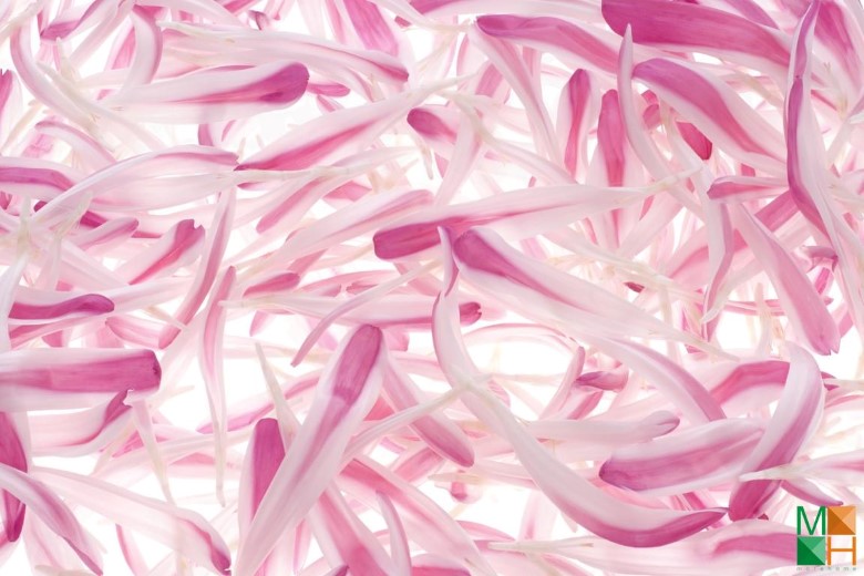 Tranh dán tường Hàn Quốc đẹp cho phòng ngủ FW - 038